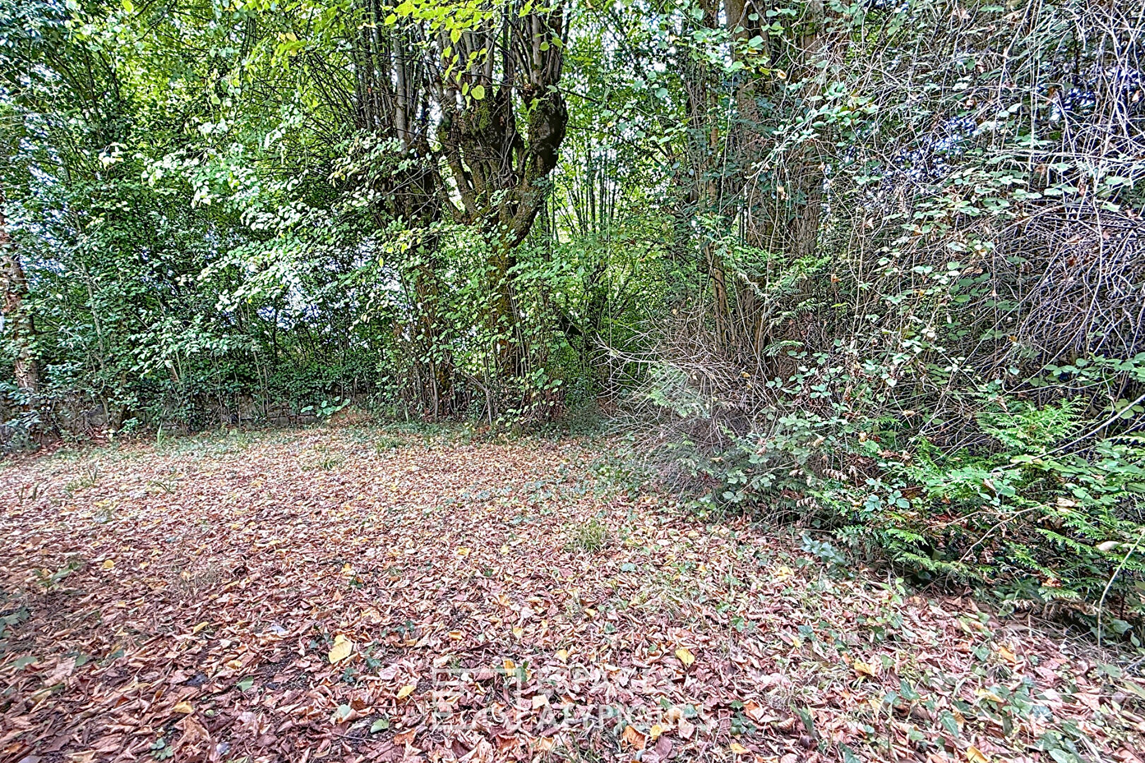 Stone farmhouse to renovate in a wooded park