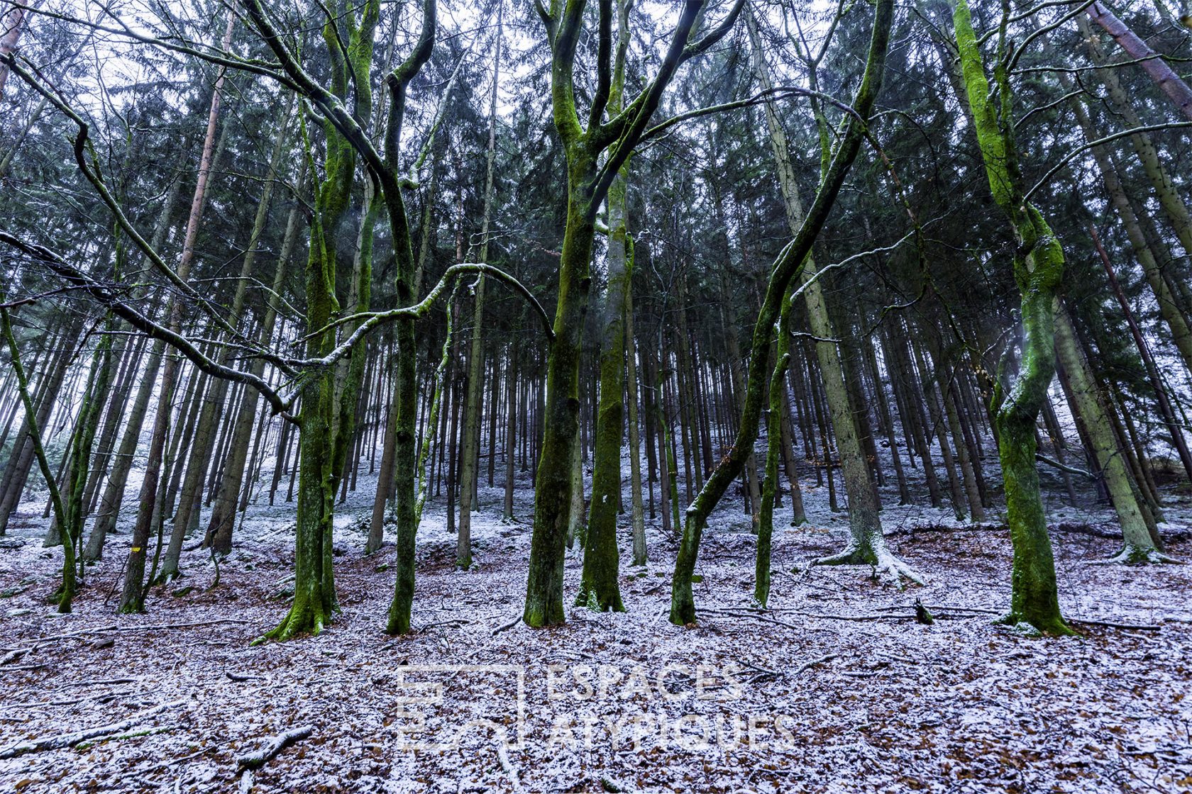 Tiny houses in Vosges wood in the heart of the forest
