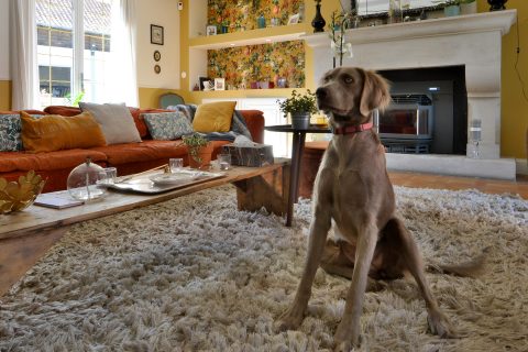 La Sage des Marres – Elegance near Abbeville