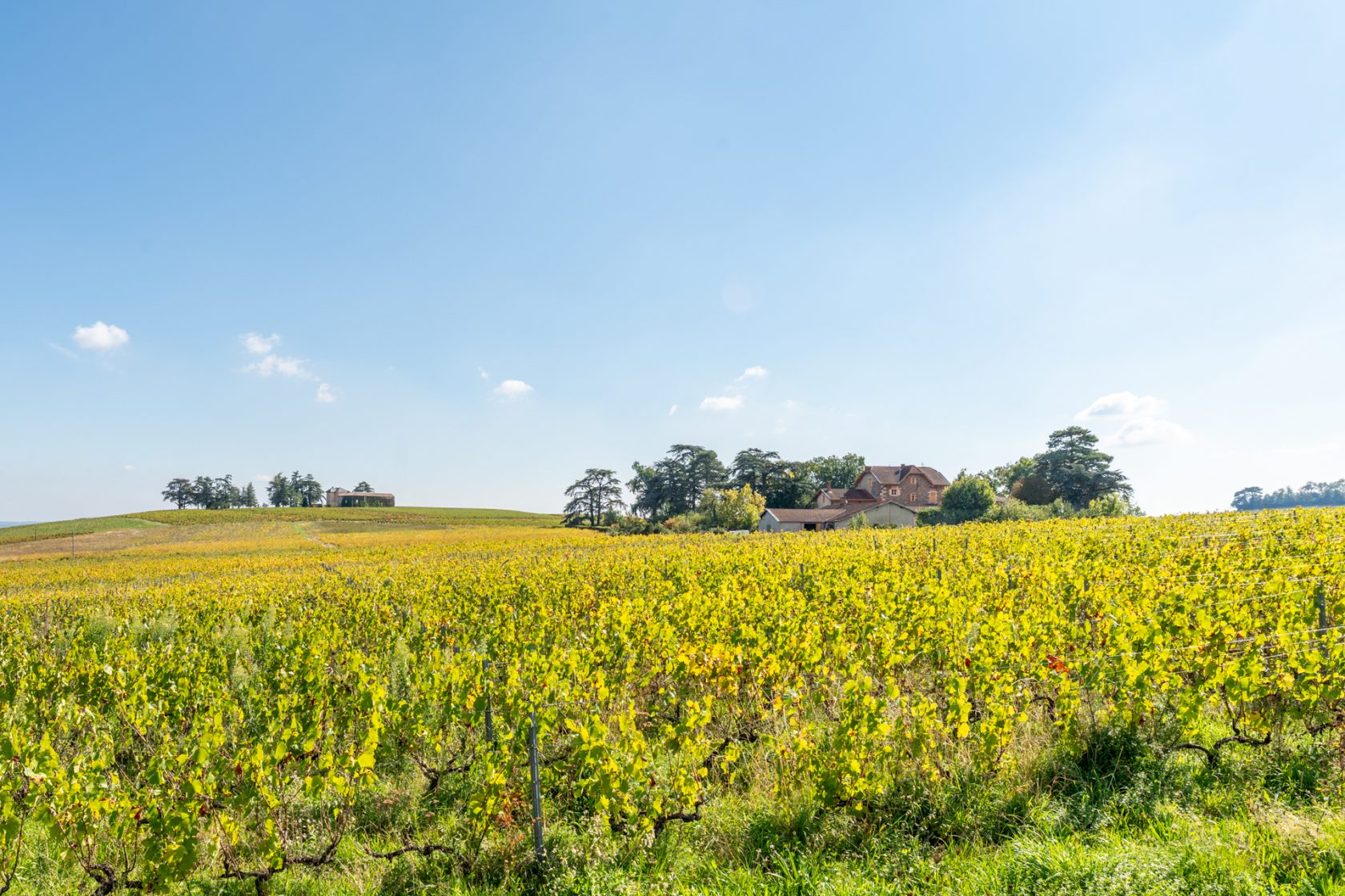 Charmante maison au coeur des vignobles du Beaujolais vert