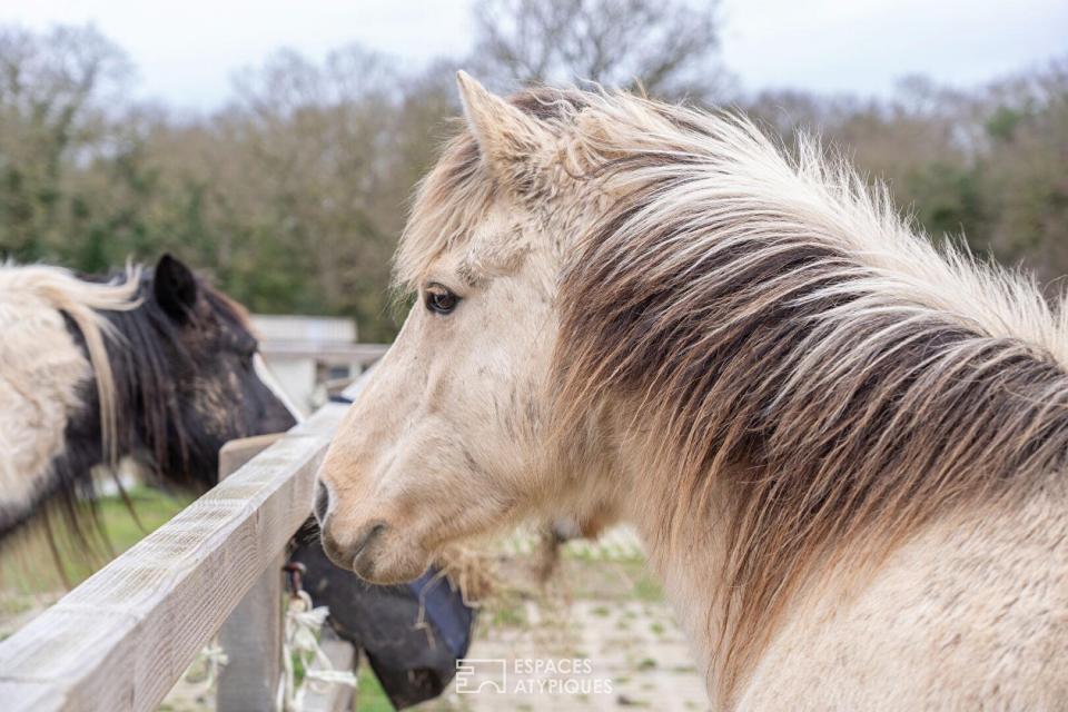 Vue et emplacement exceptionnel - Centre équestre