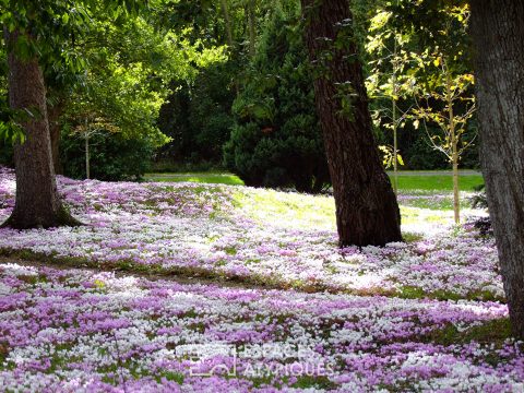 The cyclamen estate