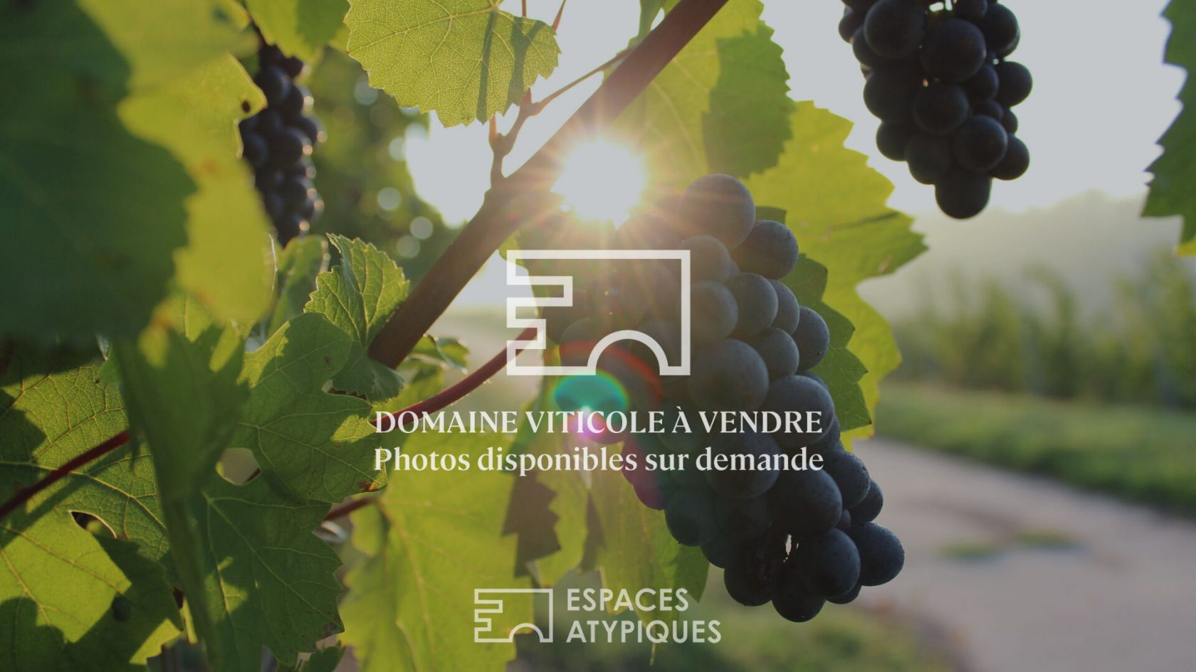 Restaurant troglodyte avec terrasse panoramique sur les vignes