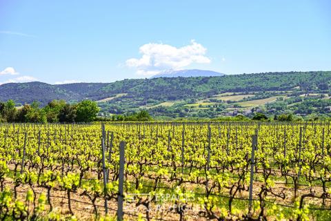 Domaine viticole confidentiel en Drôme Provençale