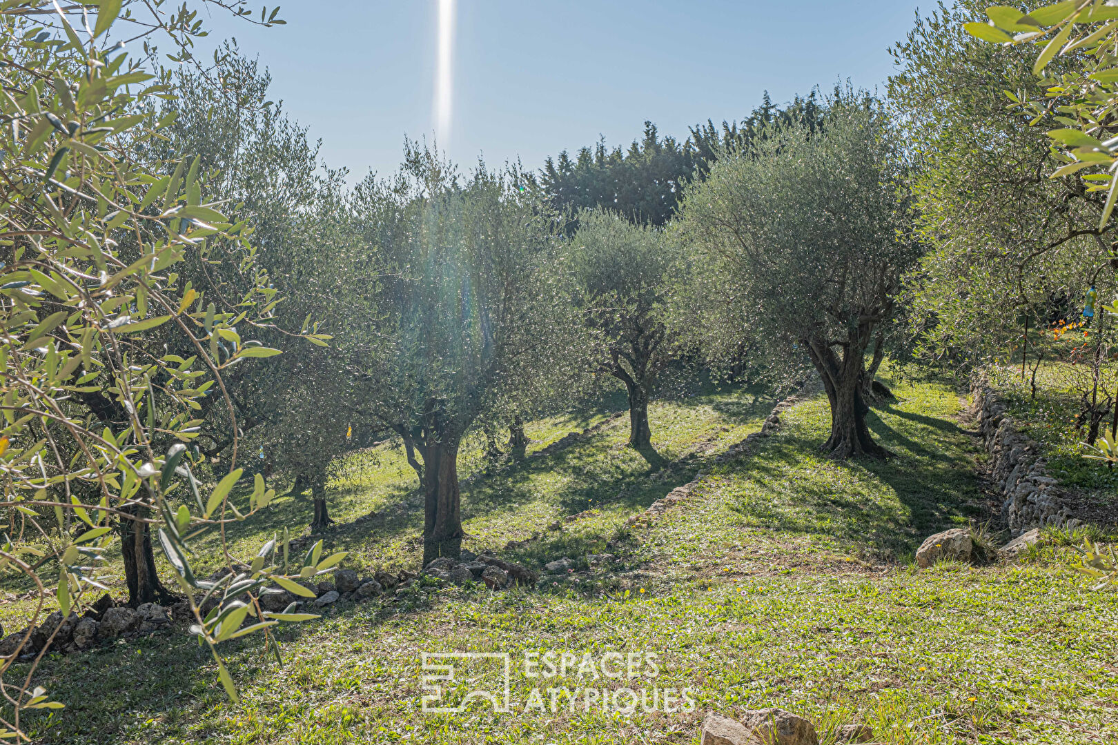 L’Horizon Rêvé à Cabris : Villa de Prestige et son Parc aux Oliviers